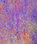 Eugenia Colagiovanni