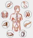 Pediatra Endocrinologa